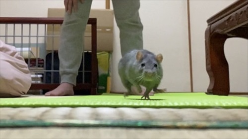 ねずみと人は友だちになれる