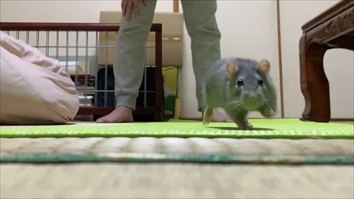 ねずみと人は友だちになれる