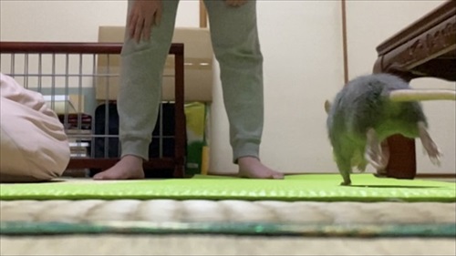 ねずみと人は友だちになれる