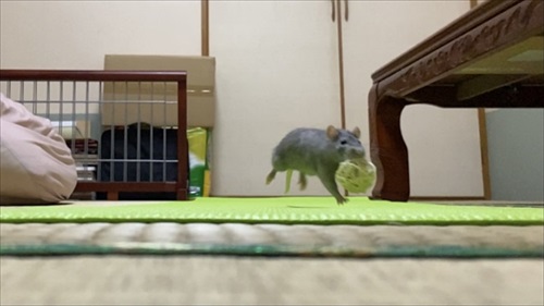 ねずみと人は友だちになれる