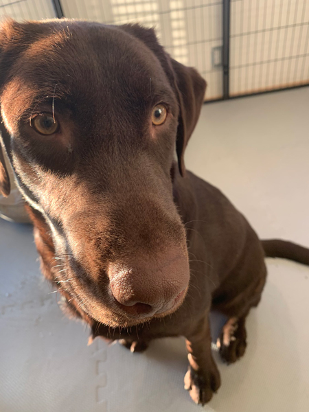 ポテトくん顔アップ