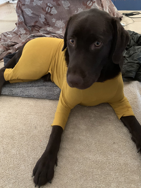 むちむちポテトくん