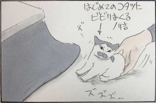 コタツ猫