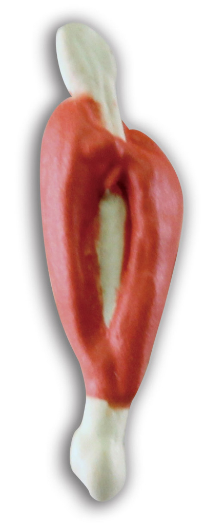 危険生物大百科　恐怖の牙