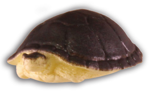 危険生物大百科　恐怖の牙