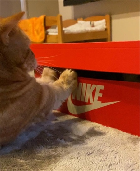 茶太郎きなこの短足日記