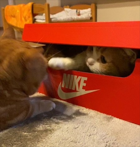 ふさふさ