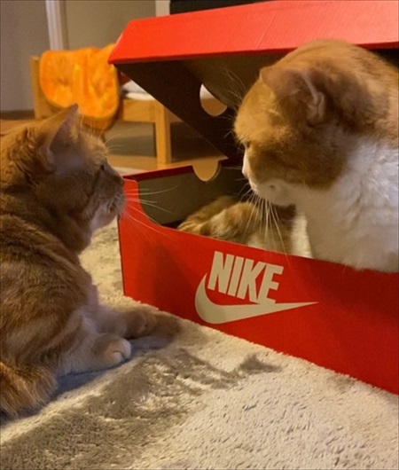 茶太郎きなこの短足日記