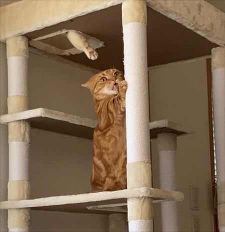 茶太郎きなこの短足日記