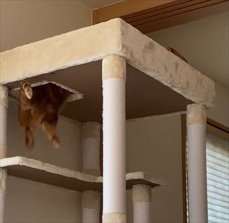 茶太郎きなこの短足日記