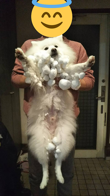 持ち上げられる雪玉ワンコ