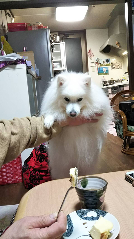 チーズケーキブロックされるワンコ