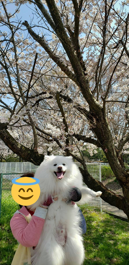 桜とワンコ