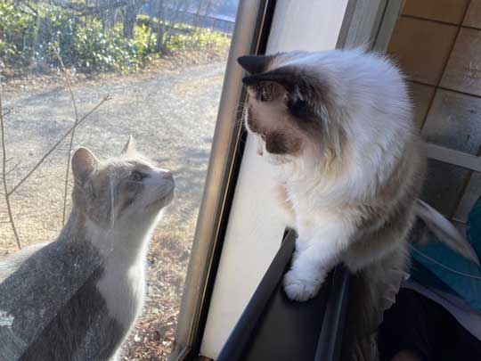 ロミオとジュリエット 猫 室内 屋外 ラグドール なめ子