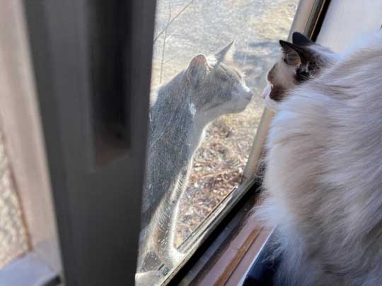 ロミオとジュリエット 猫 室内 屋外 ラグドール なめ子