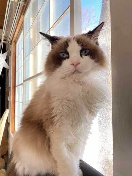ロミオとジュリエット 猫 室内 屋外 ラグドール なめ子