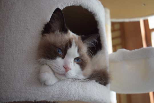 ロミオとジュリエット 猫 室内 屋外 ラグドール なめ子