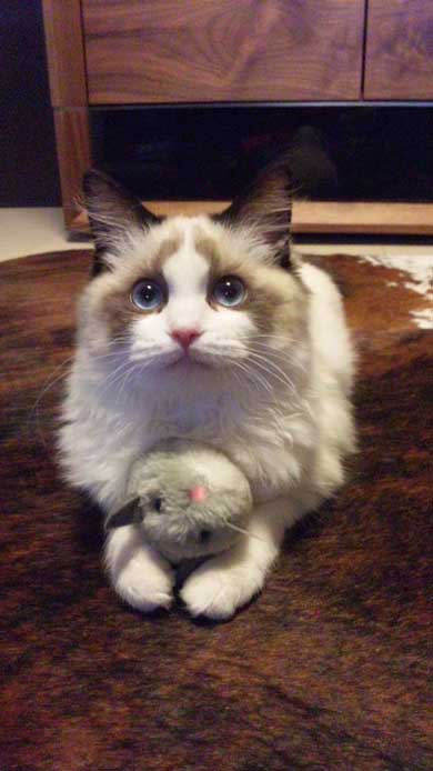 ロミオとジュリエット 猫 室内 屋外 ラグドール なめ子