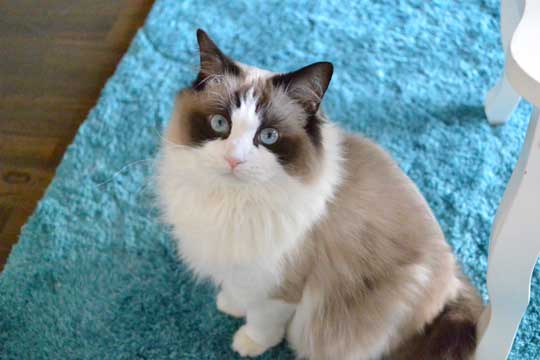 ロミオとジュリエット 猫 室内 屋外 ラグドール なめ子