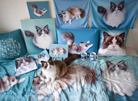 ロミオとジュリエット 猫 室内 屋外 ラグドール なめ子