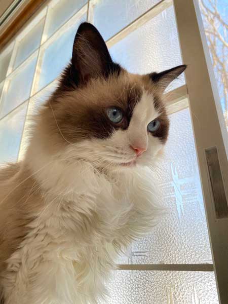 ロミオとジュリエット 猫 室内 屋外 ラグドール なめ子