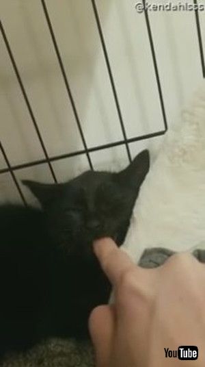 「MHissy Kitten is Calmed by a Finger || ViralHog」