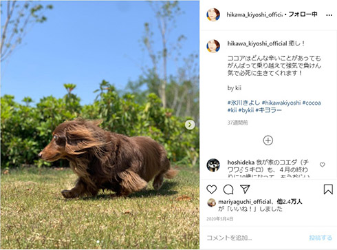 氷川きよし ココア 愛犬 腫瘍