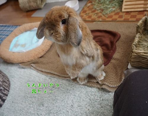 ウサギ