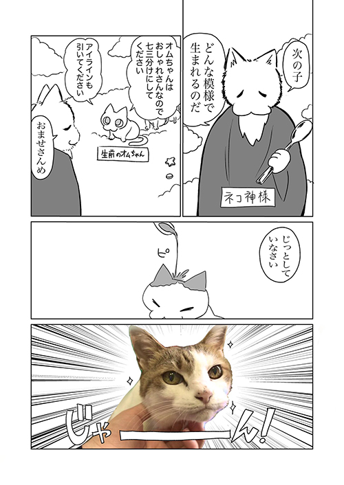 飼い猫の模様に関する考察2