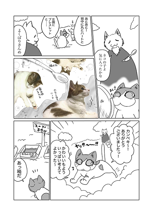 飼い猫の模様に関する考察3