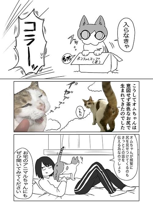 飼い猫の模様に関する考察4