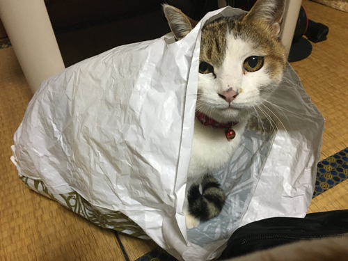 袋入り猫ちゃん