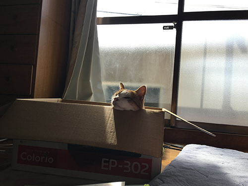 箱入り猫ちゃんあごのせ