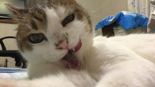 悪い顔猫ちゃん