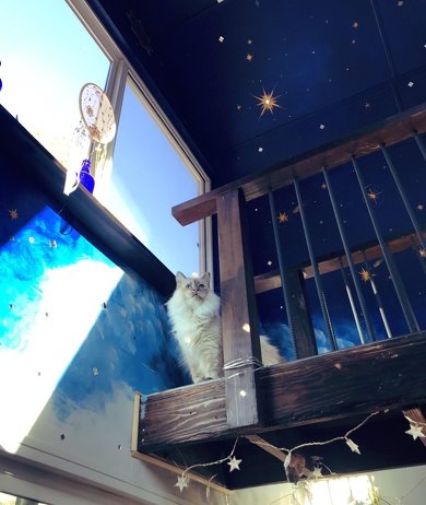 星空が輝くアトリエ