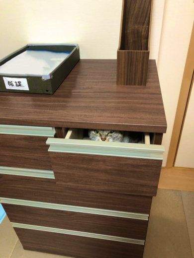 引き出しねこ