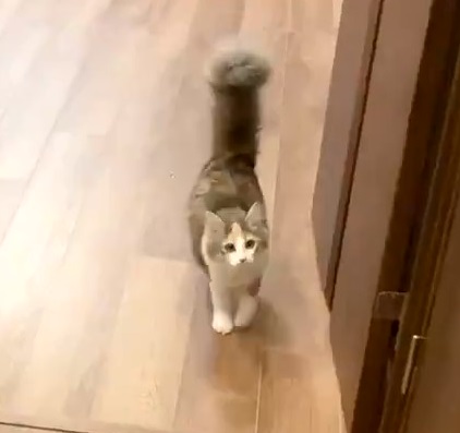 猫 ほたてちゃん しっぽがピーン