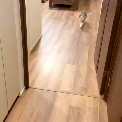 猫 ほたてちゃん しっぽがピーン