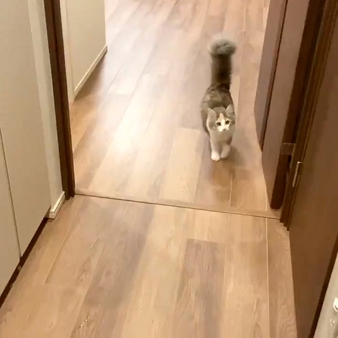 猫 ほたてちゃん しっぽがピーン