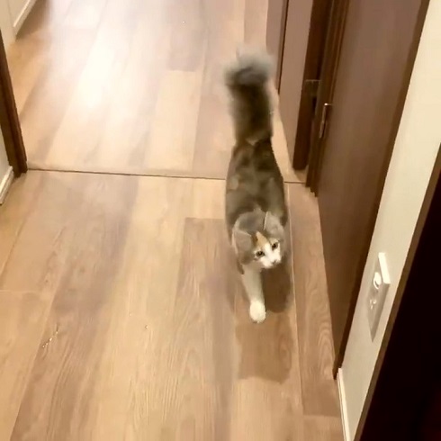 猫 ほたてちゃん しっぽがピーン