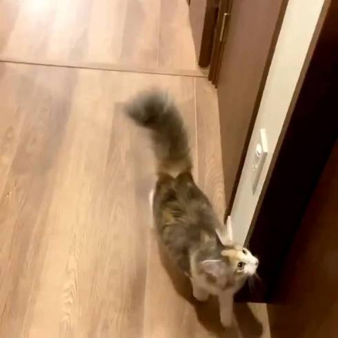 猫 ほたてちゃん しっぽがピーン