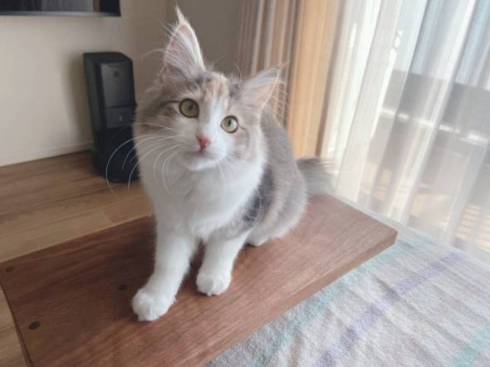 猫 ほたてちゃん しっぽがピーン