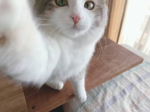 猫 ほたてちゃん しっぽがピーン