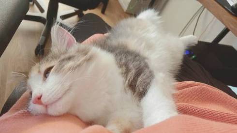 猫 ほたてちゃん しっぽがピーン