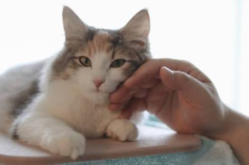 猫 ほたてちゃん しっぽがピーン