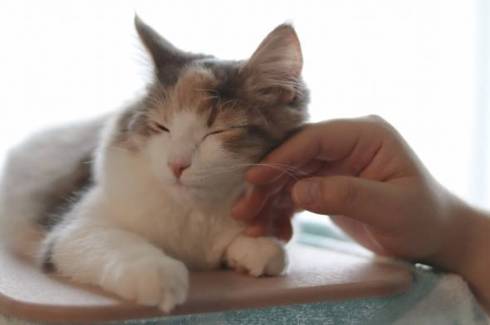 猫 ほたてちゃん しっぽがピーン