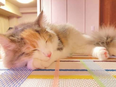 猫 ほたてちゃん しっぽがピーン