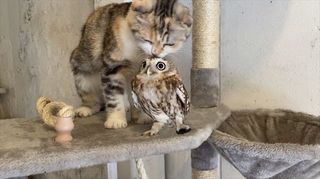 フクロウ 猫 同居 世界が注目,仲良し猫＆フクロウ フクロウ 猫