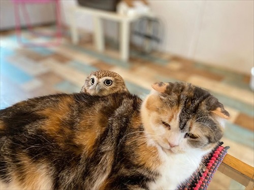 フクロウコーヒー