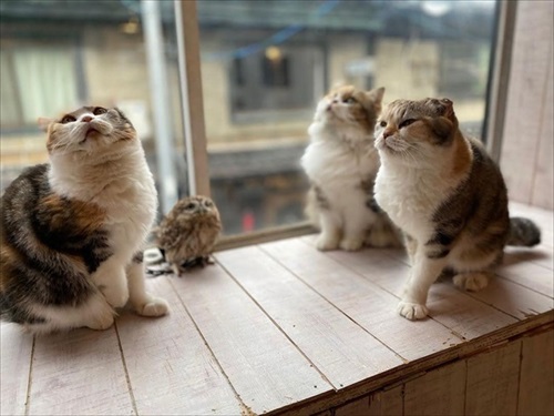 フクロウコーヒー